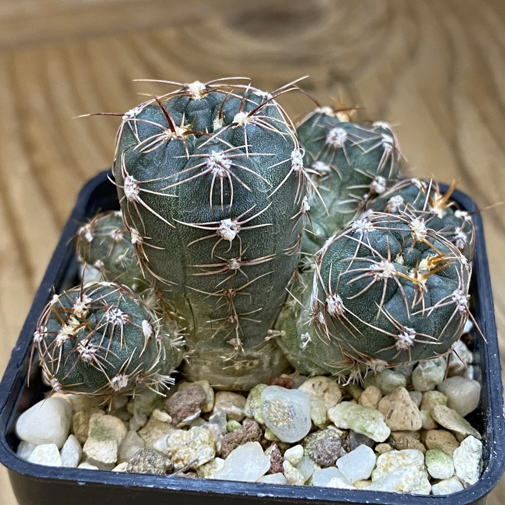 DP37394 Gymnocalycium carolinense - Image 3