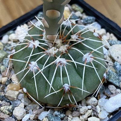 DP37395 Gymnocalycium kuehhasii VG 1091