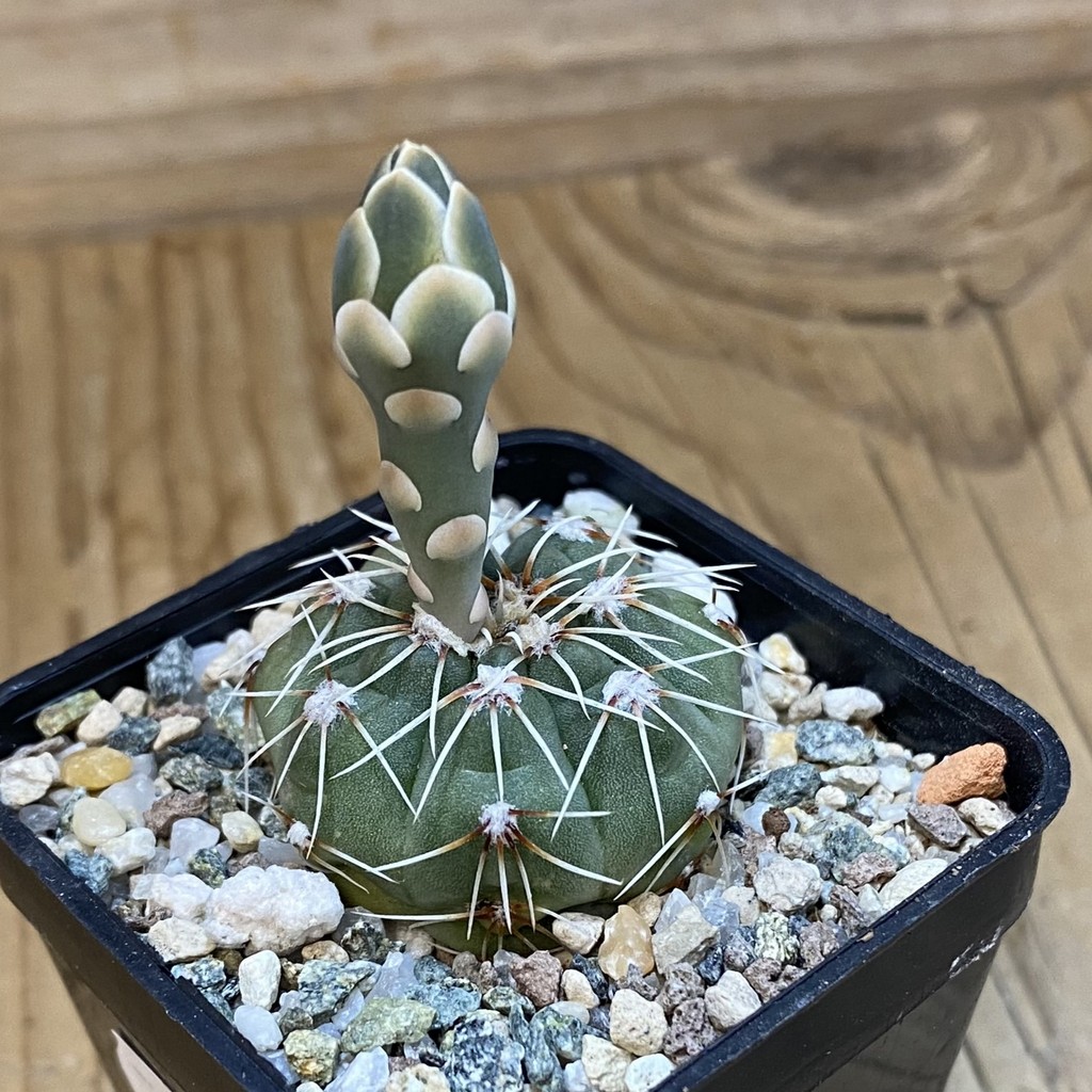 DP37395 Gymnocalycium kuehhasii VG 1091 - Image 2
