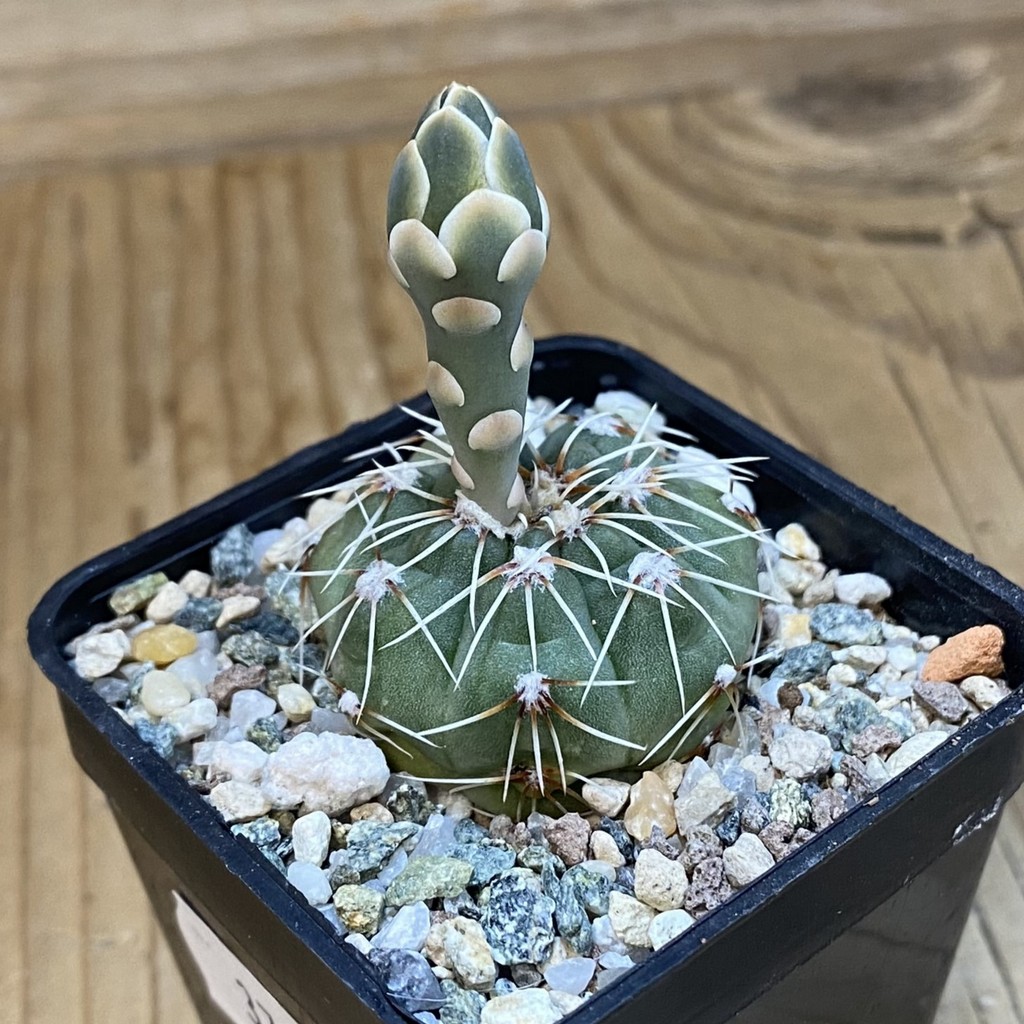 DP37395 Gymnocalycium kuehhasii VG 1091 - Image 3
