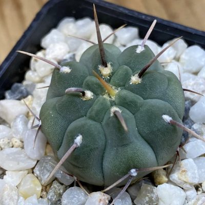 DP37396 Gymnocalycium vatteri