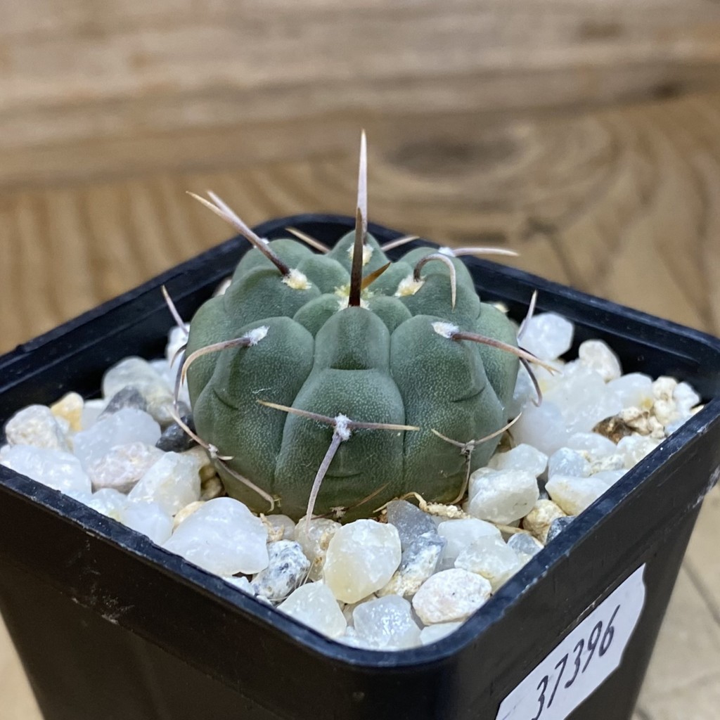 DP37396 Gymnocalycium vatteri - Image 2