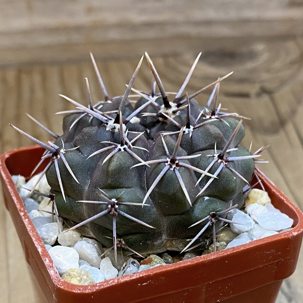 DP37345 Gymnocalycium gibbosum - Image 2