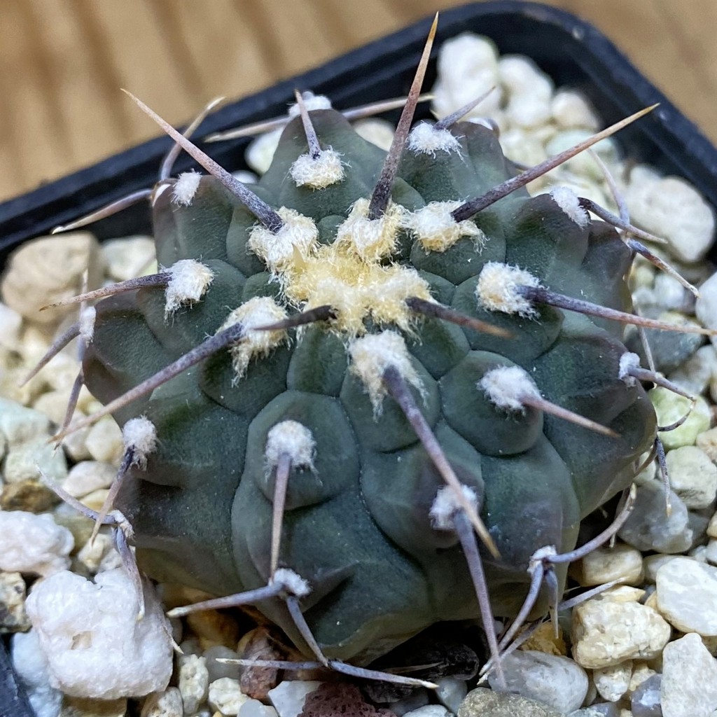 DP37397 Gymnocalycium vatteri, selection