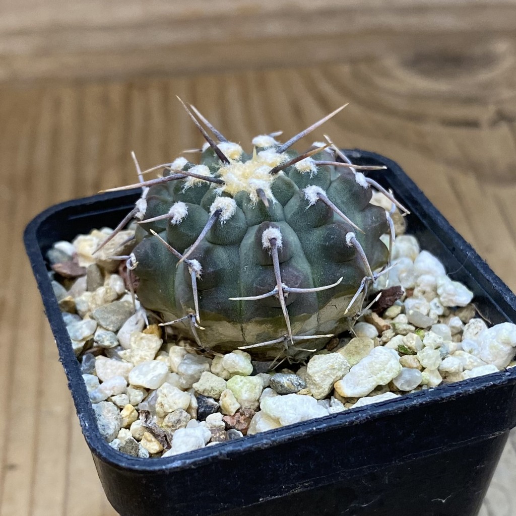 DP37397 Gymnocalycium vatteri, selection - Image 2