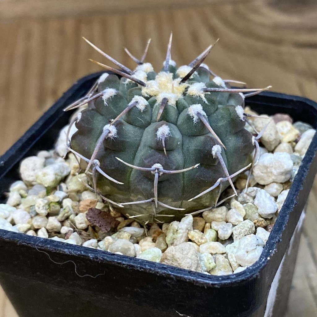 DP37397 Gymnocalycium vatteri, selection - Image 3
