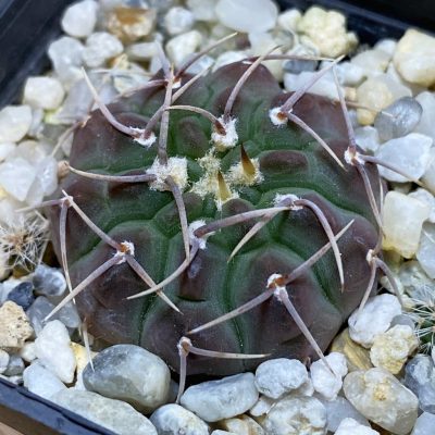DP37398 Gymnocalycium vatteri