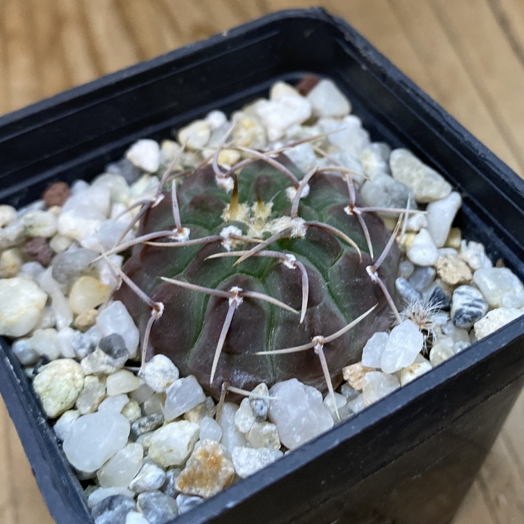 DP37398 Gymnocalycium vatteri - Image 2