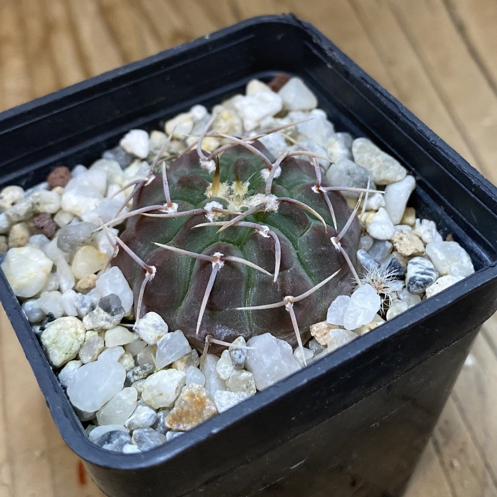 DP37398 Gymnocalycium vatteri - Image 3