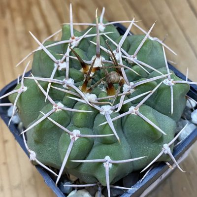 DP37399 Gymnocalycium intertextum -Long spines-