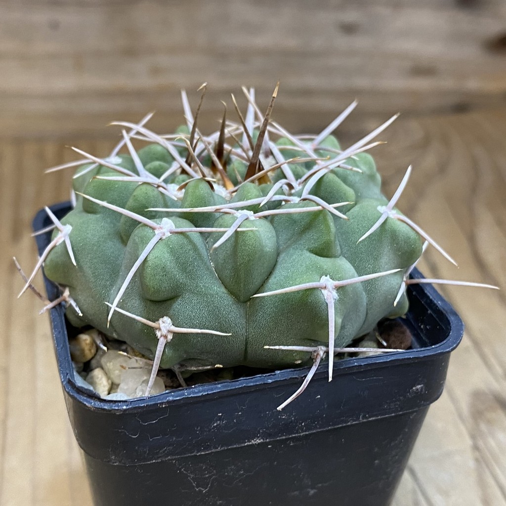 DP37399 Gymnocalycium intertextum -Long spines- - Image 2