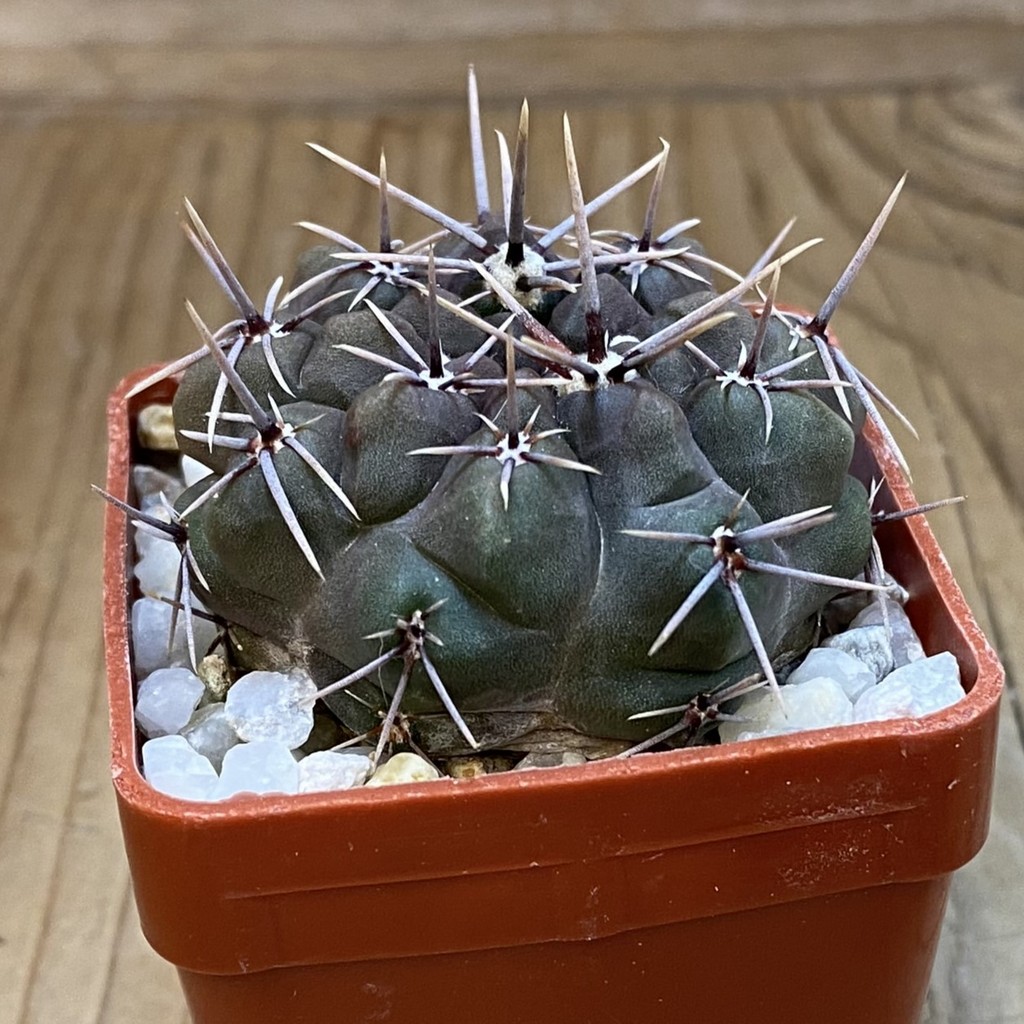 DP37345 Gymnocalycium gibbosum - Image 3