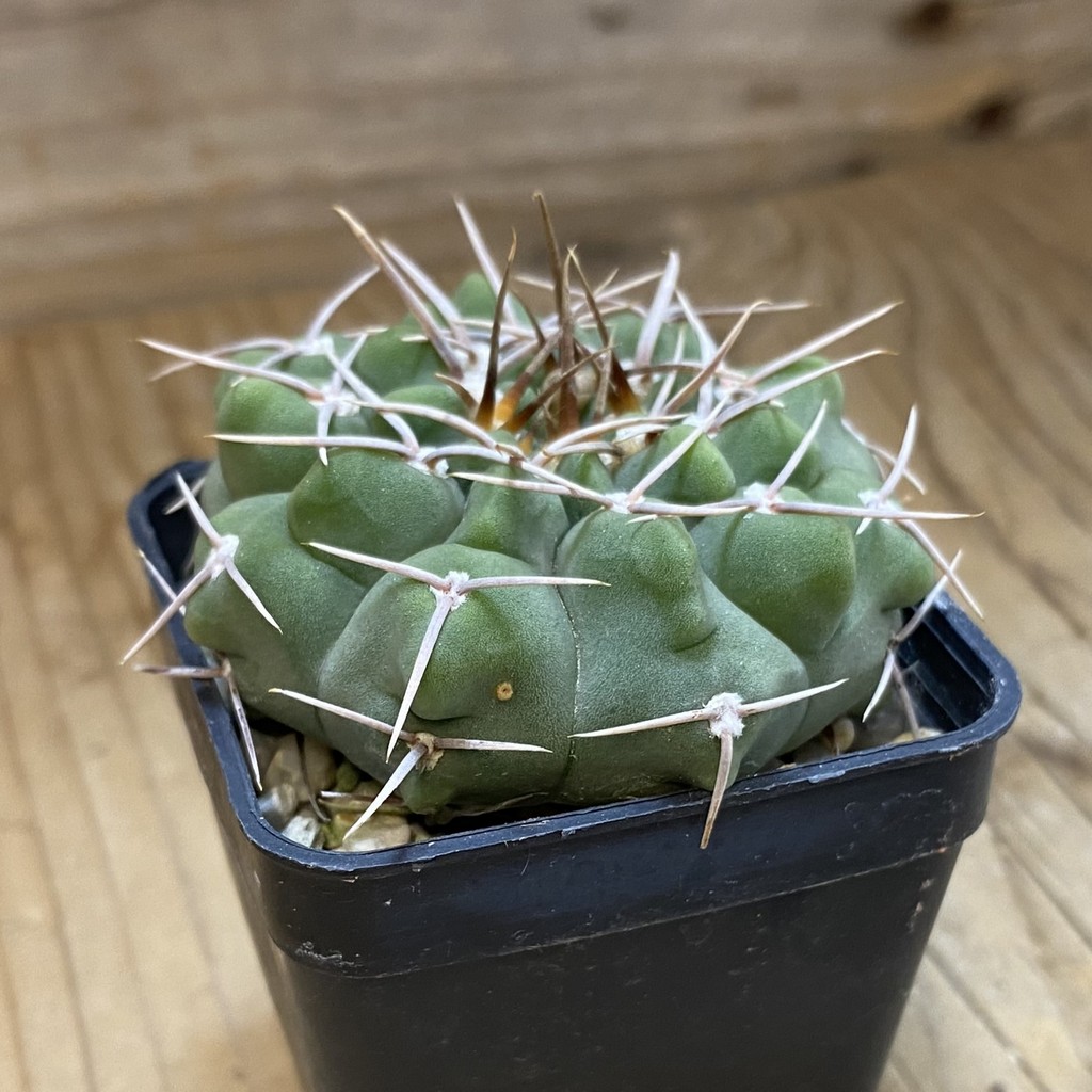 DP37399 Gymnocalycium intertextum -Long spines- - Image 3