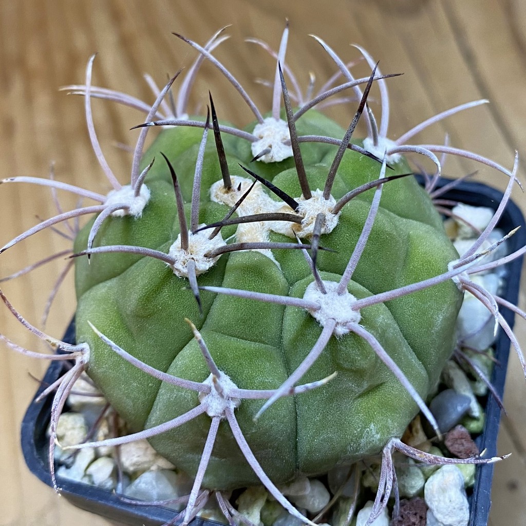 DP37400 Gymnocalycium pflanzii