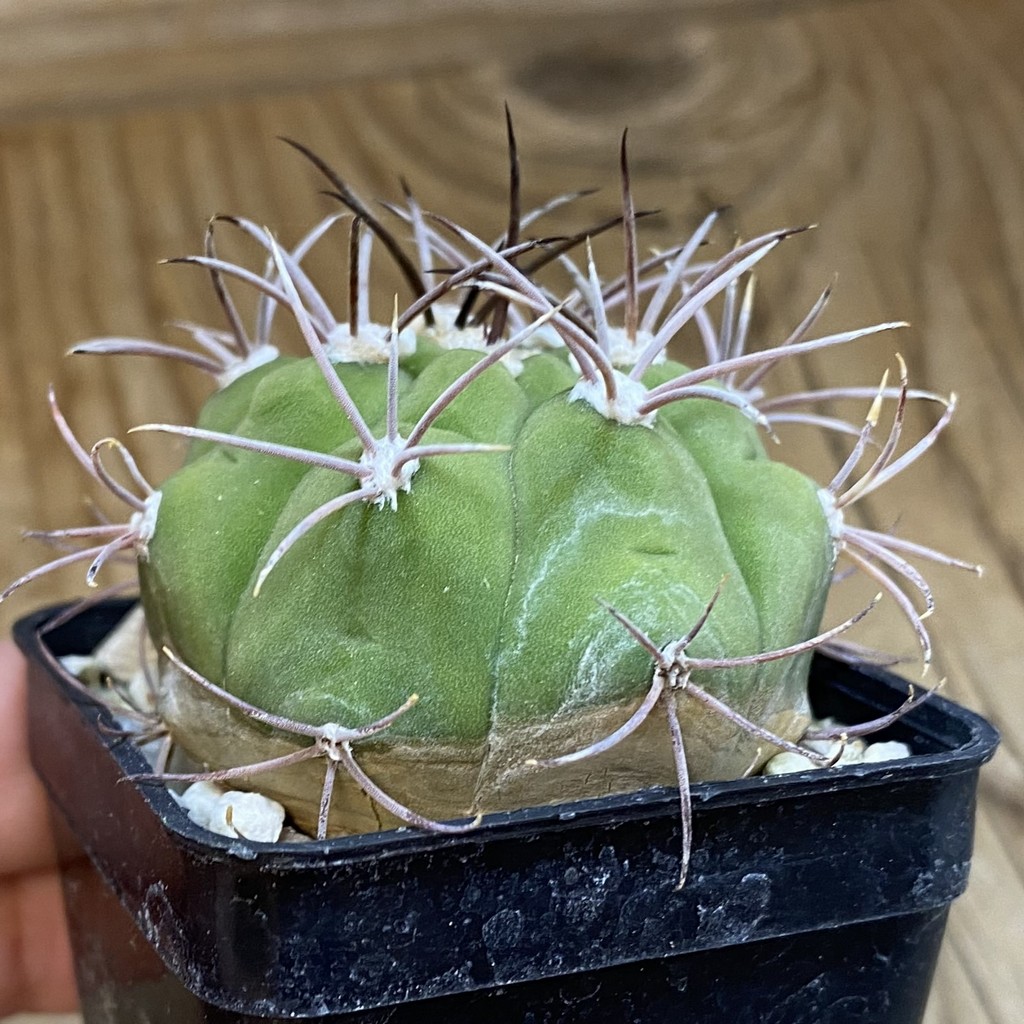 DP37400 Gymnocalycium pflanzii - Image 2