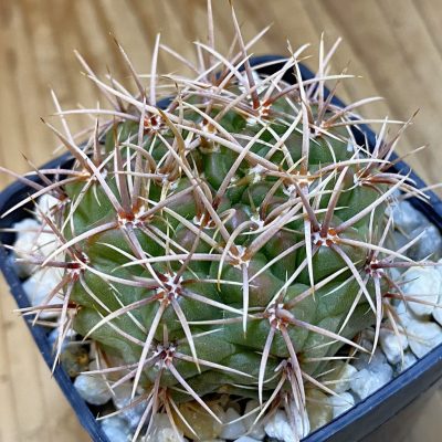 DP37401 Gymnocalycium neuhuberi