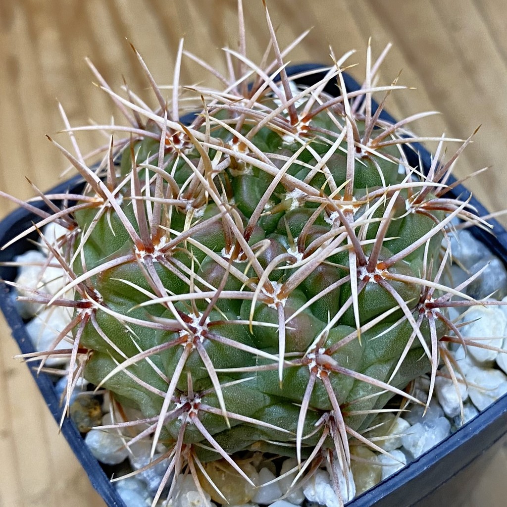 DP37401 Gymnocalycium neuhuberi
