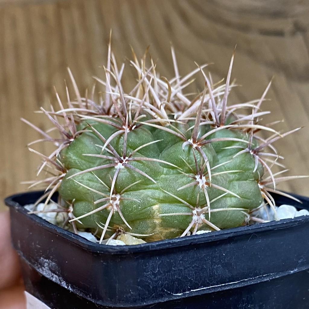 DP37401 Gymnocalycium neuhuberi - Image 2