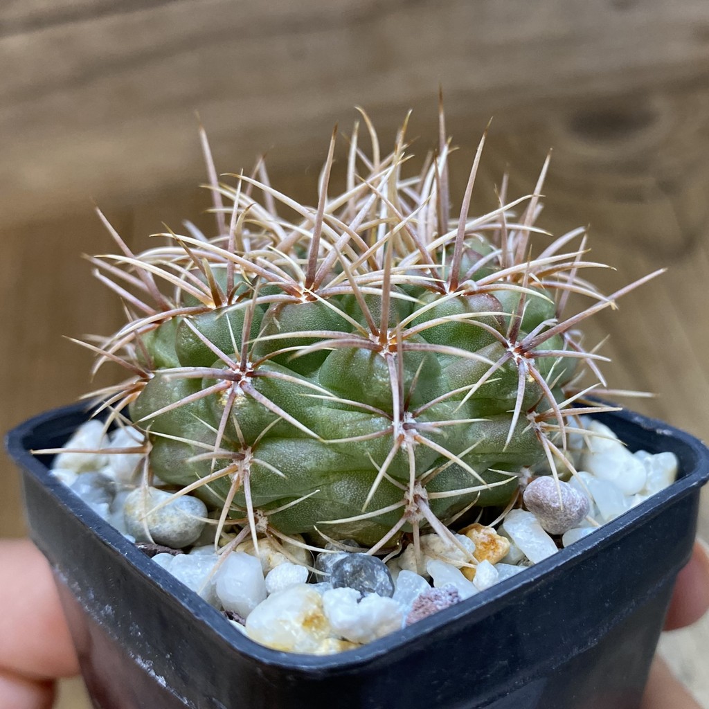 DP37401 Gymnocalycium neuhuberi - Image 3