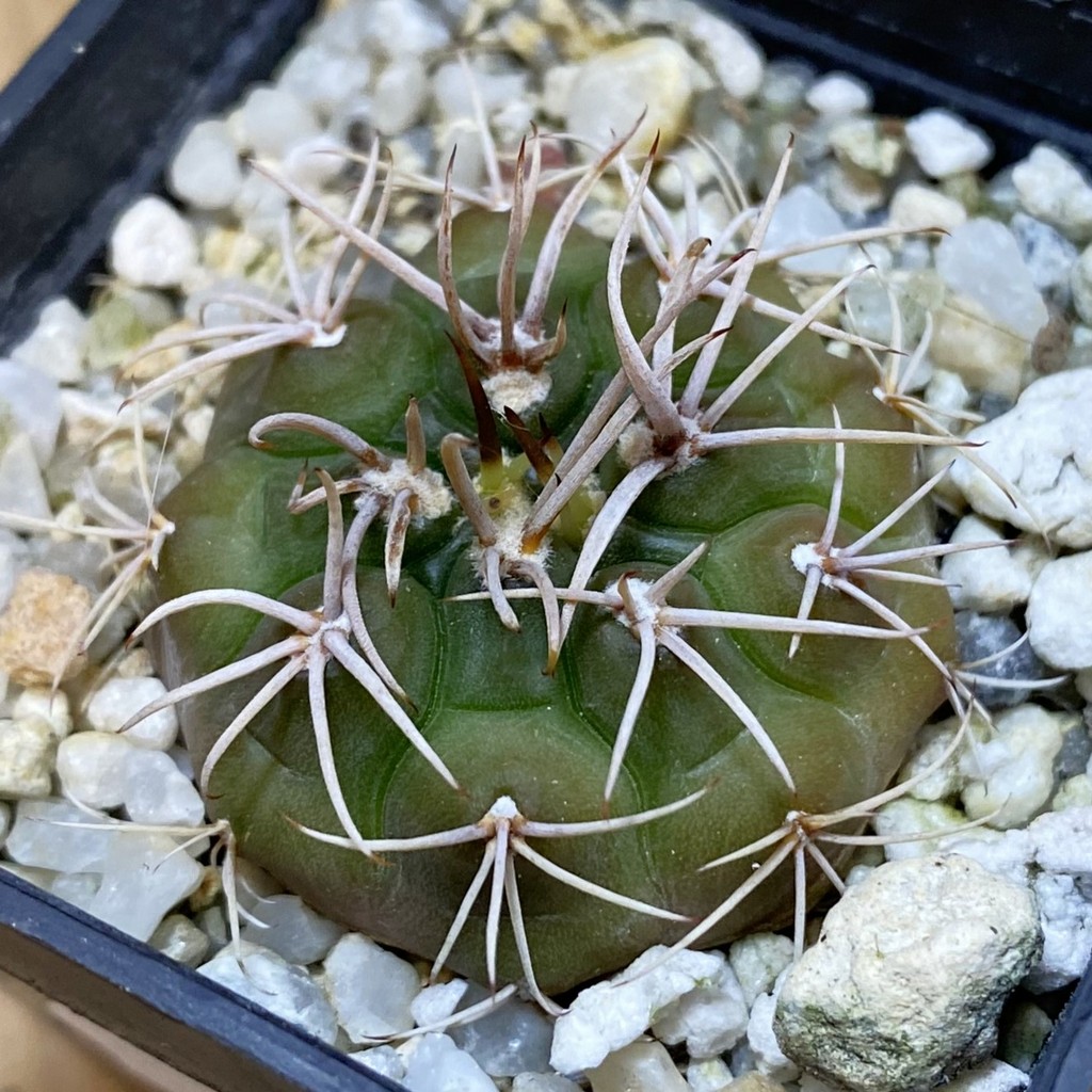 DP37402 Gymnocalycium eurypleurum