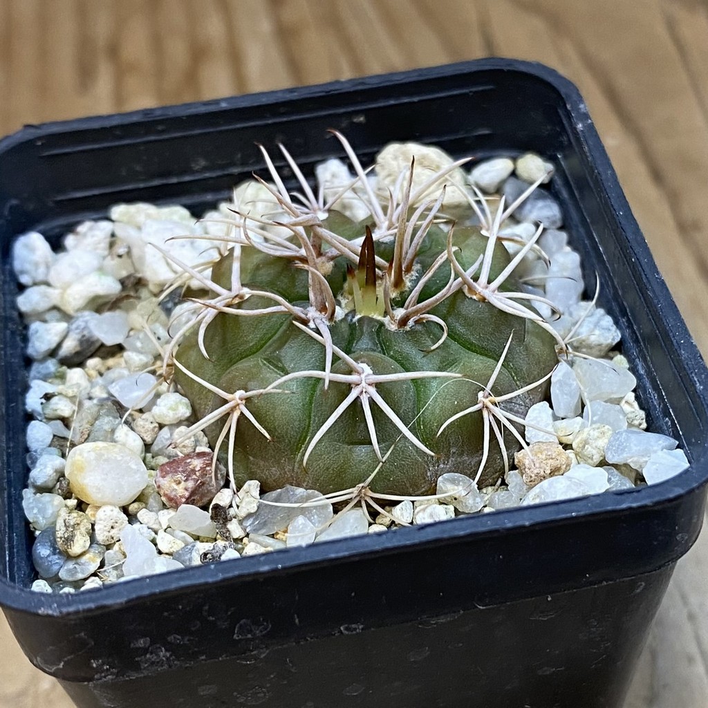 DP37402 Gymnocalycium eurypleurum - Image 2