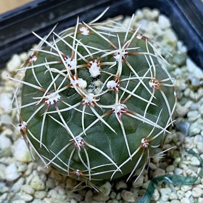 DP37403 Gymnocalycium baldianum