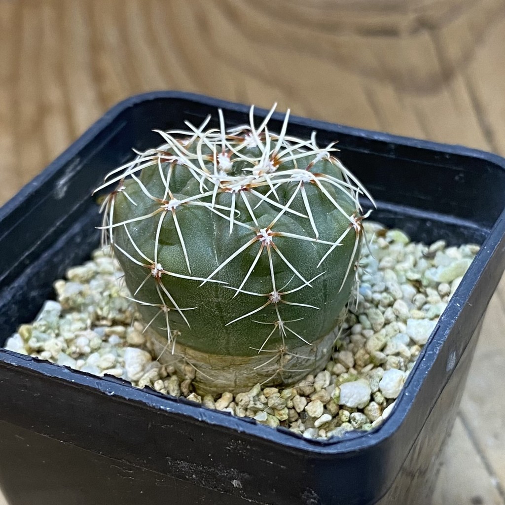 DP37403 Gymnocalycium baldianum - Image 2