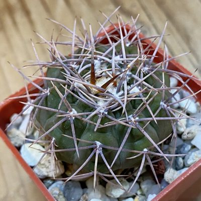 DP37404 Gymnocalycium aff. coloradense