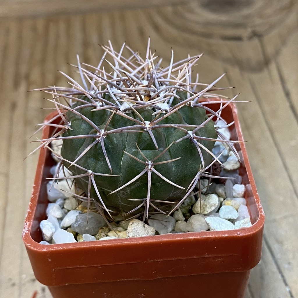 DP37404 Gymnocalycium aff. coloradense - Image 2