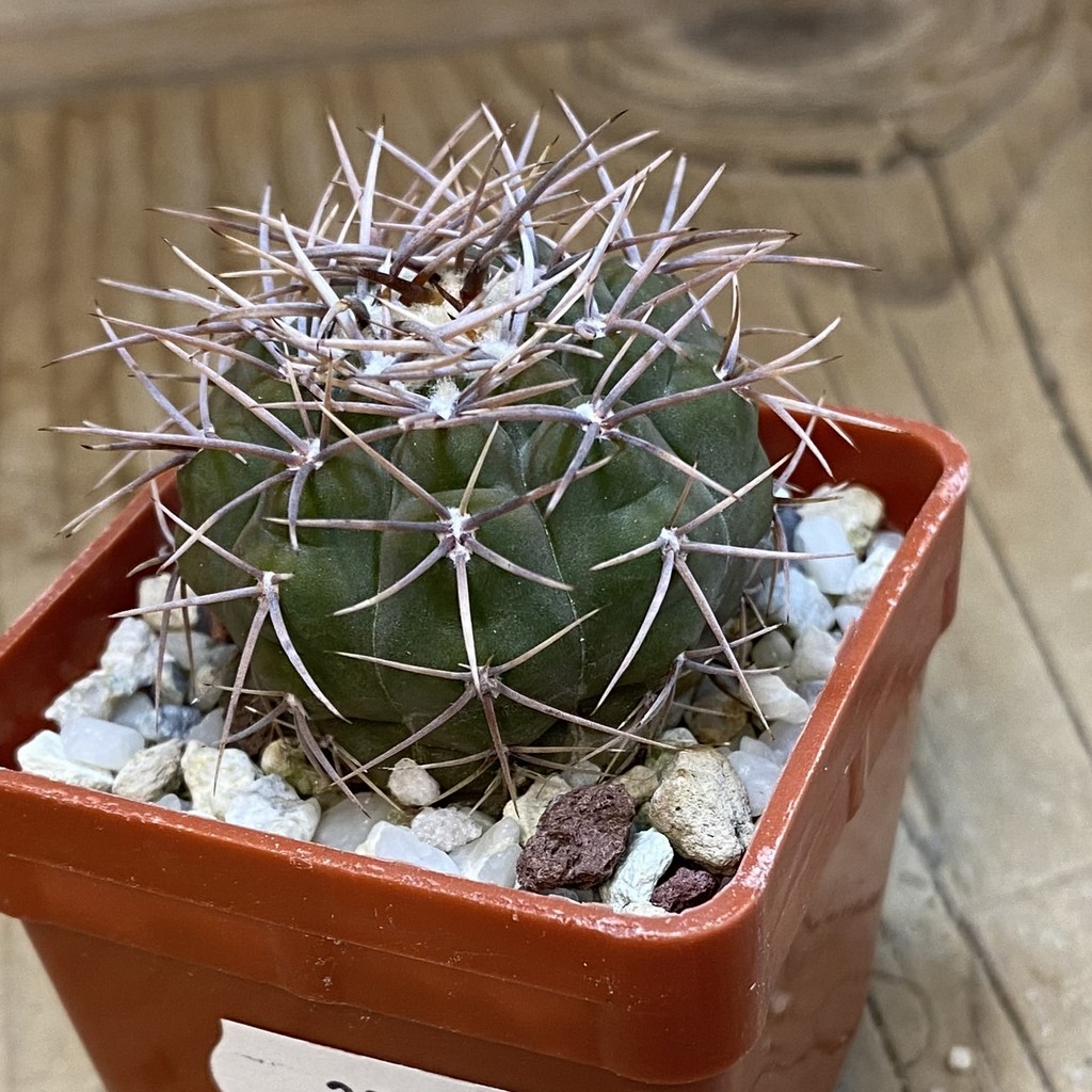 DP37404 Gymnocalycium aff. coloradense - Image 3