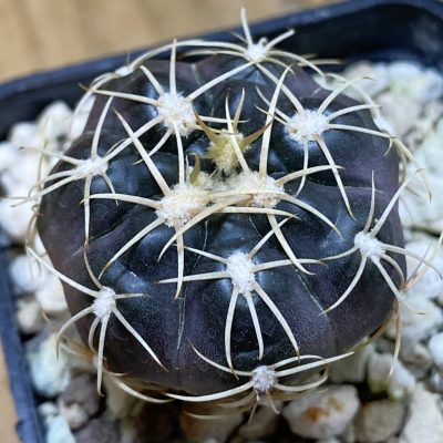 DP37405 Gymnocalycium carolinense ssp. fedjukinii VG 967