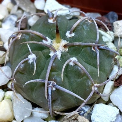 DP37346 Gymnocalycium vatteri v. altautinense