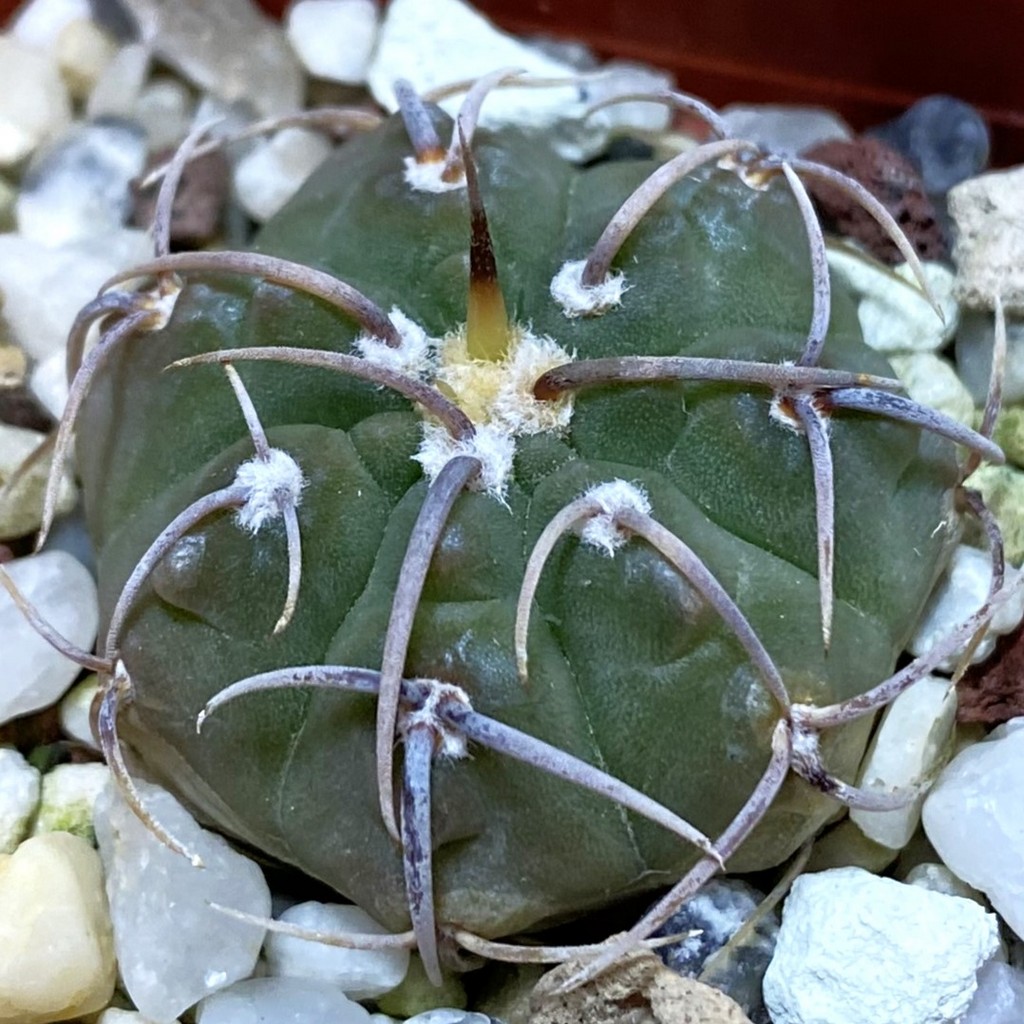 DP37346 Gymnocalycium vatteri v. altautinense