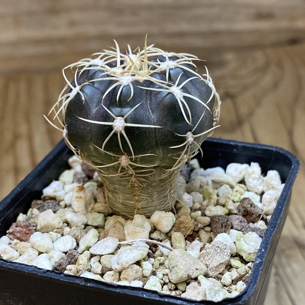 DP37405 Gymnocalycium carolinense ssp. fedjukinii VG 967 - Image 2