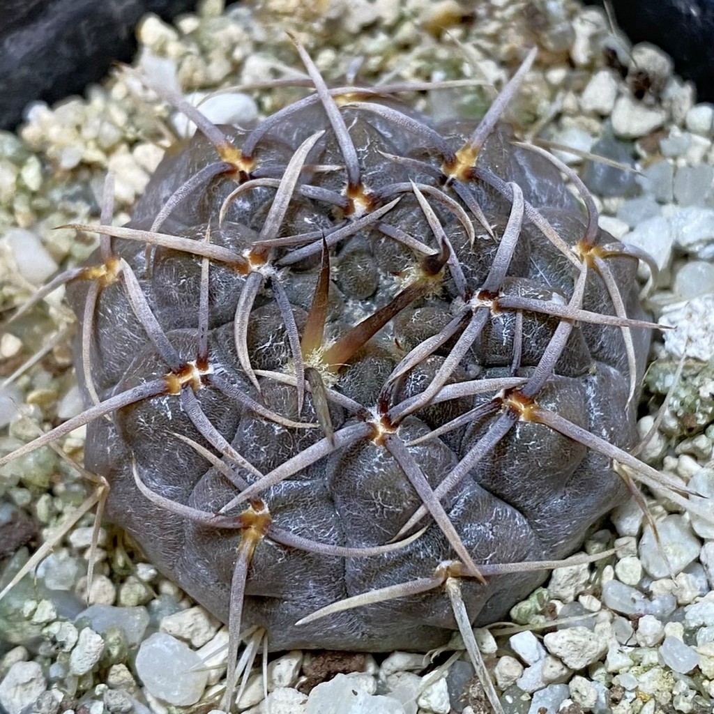 DP37407 Gymnocalycium borthii ssp. nogolense VG 412