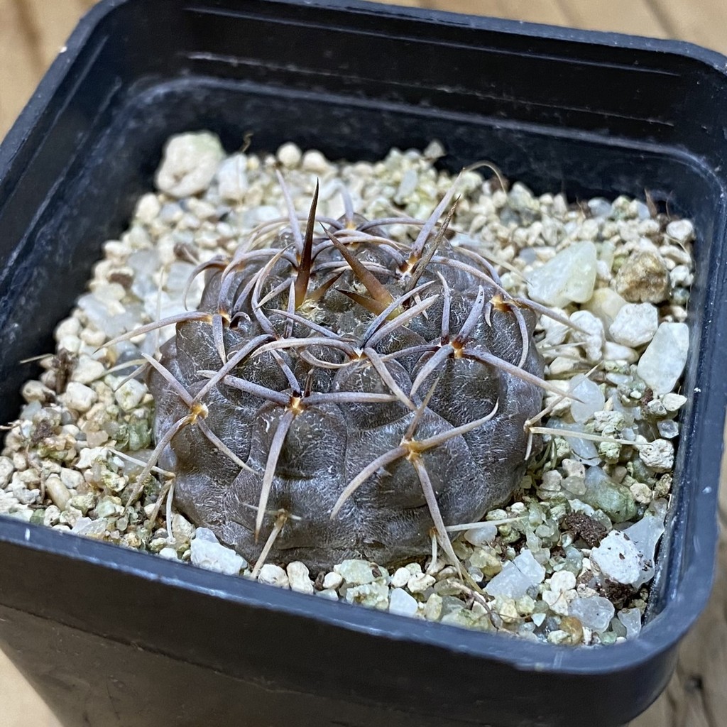 DP37407 Gymnocalycium borthii ssp. nogolense VG 412 - Image 2