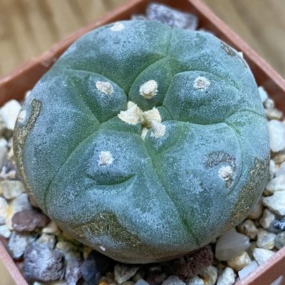 DP37408 Anhalonium sp.