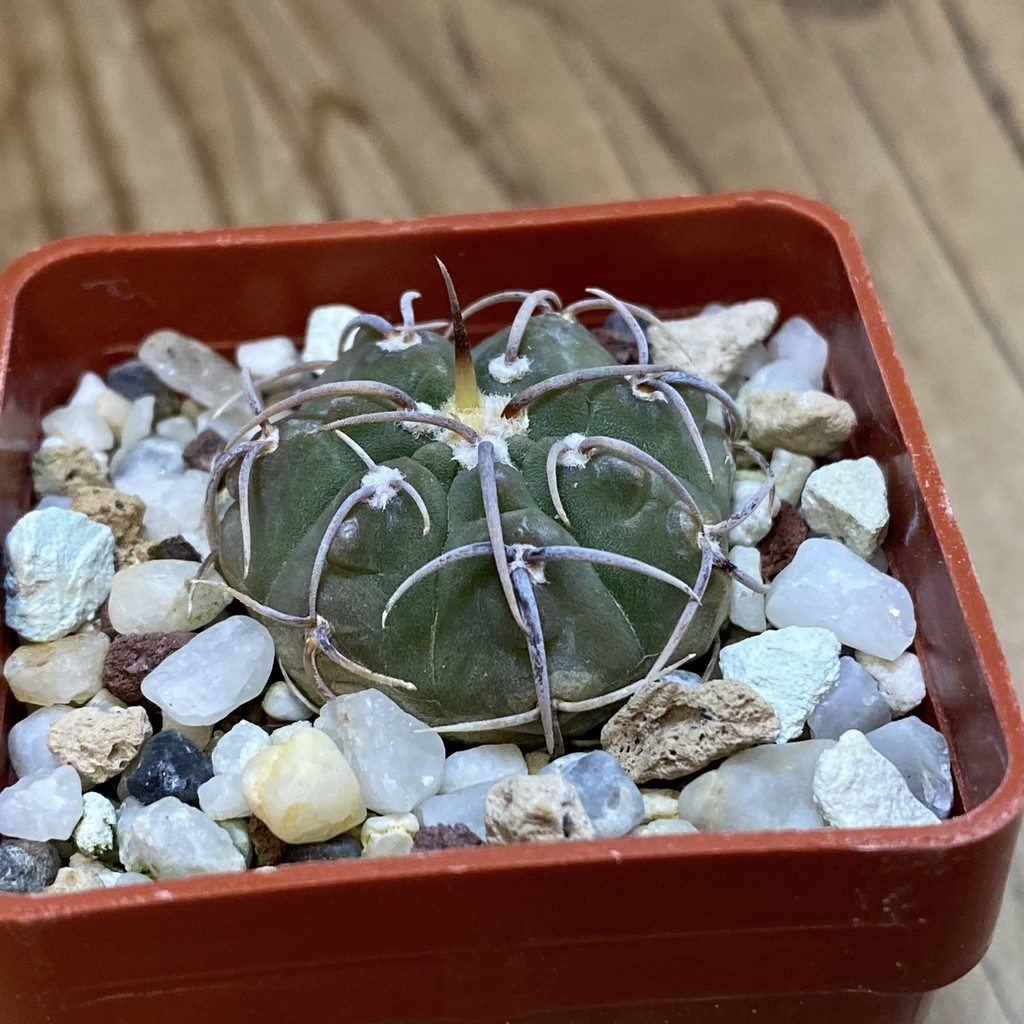 DP37346 Gymnocalycium vatteri v. altautinense - Image 2