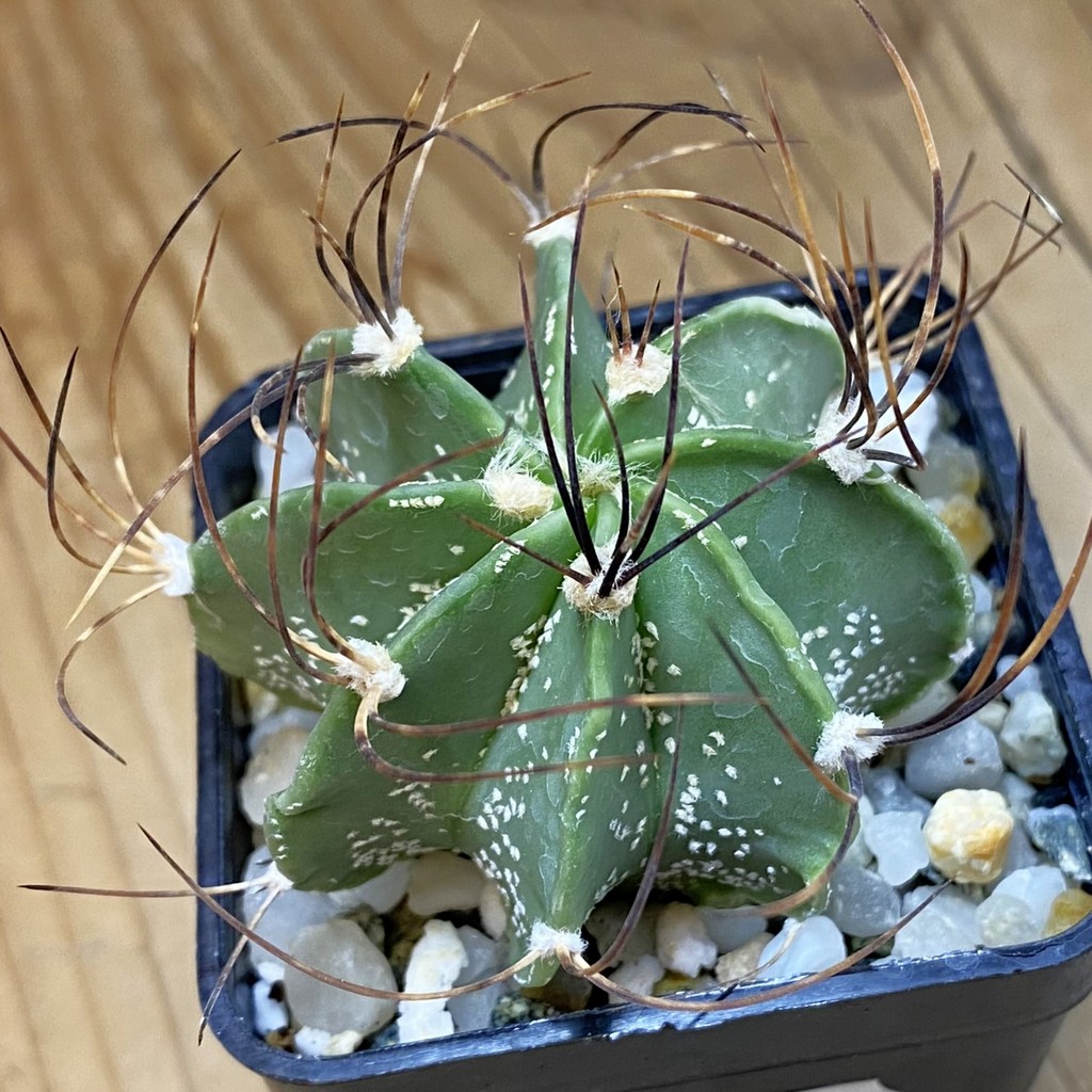 DP37410 Astrophytum senile