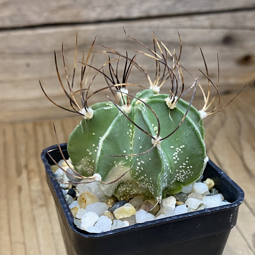 DP37410 Astrophytum senile - Image 2