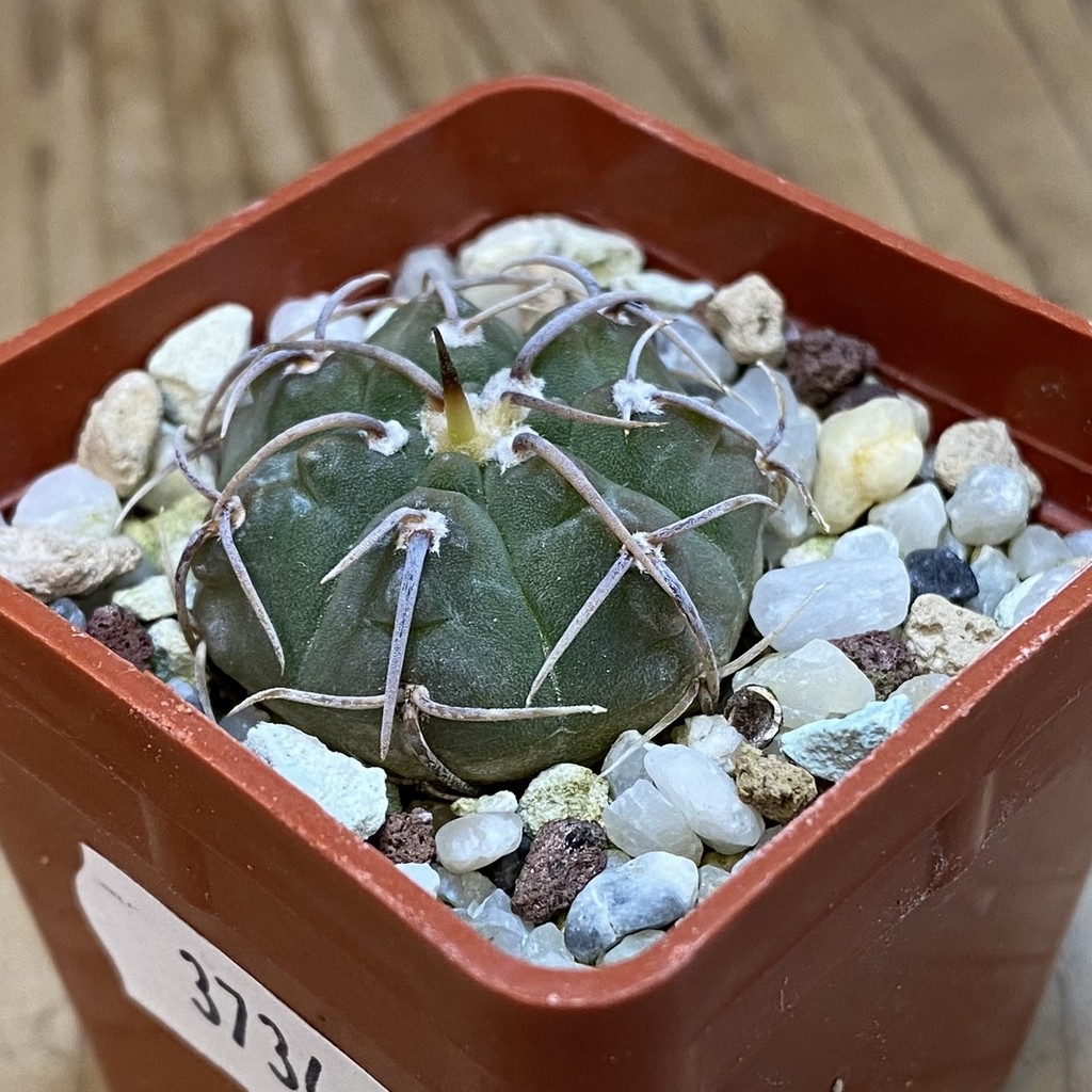 DP37346 Gymnocalycium vatteri v. altautinense - Image 3