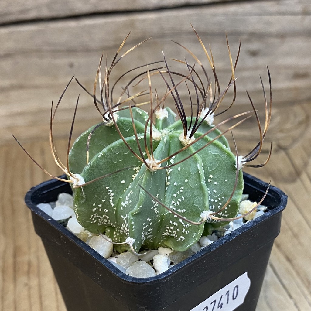 DP37410 Astrophytum senile - Image 3