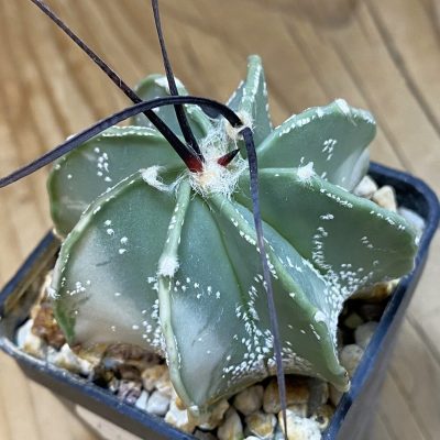 DP37411 Astrophytum crassispinum f. variegata?