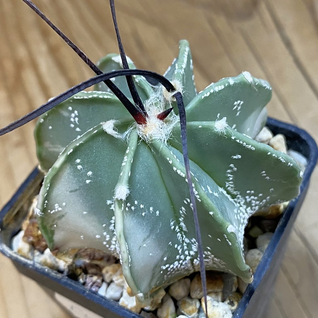 DP37411 Astrophytum crassispinum f. variegata?