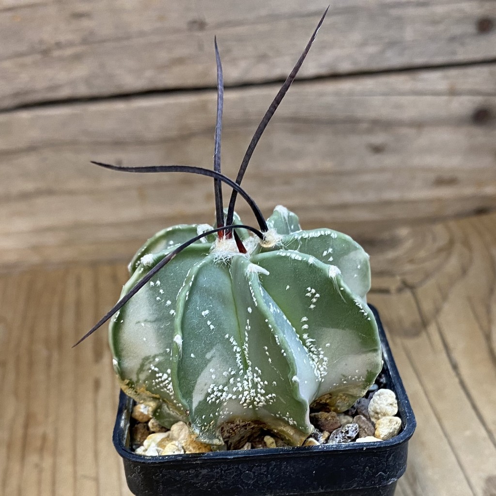 DP37411 Astrophytum crassispinum f. variegata? - Image 3
