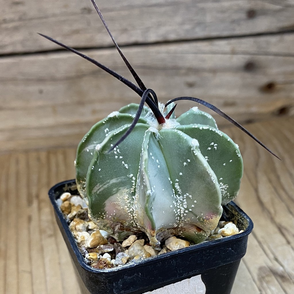 DP37411 Astrophytum crassispinum f. variegata? - Image 2