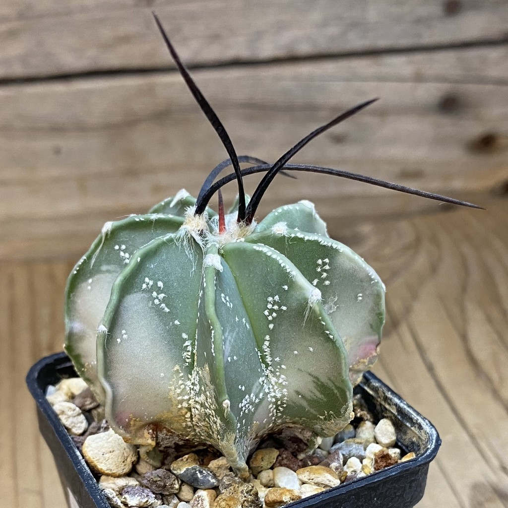 DP37411 Astrophytum crassispinum f. variegata? - Image 4
