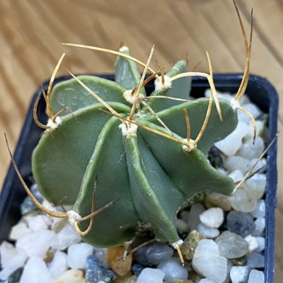 DP37412 Astrophytum senile v. aureum