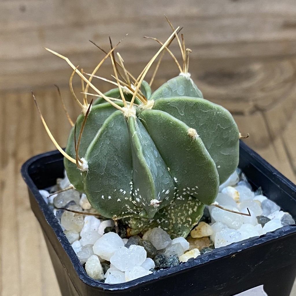 DP37412 Astrophytum senile v. aureum - Image 2