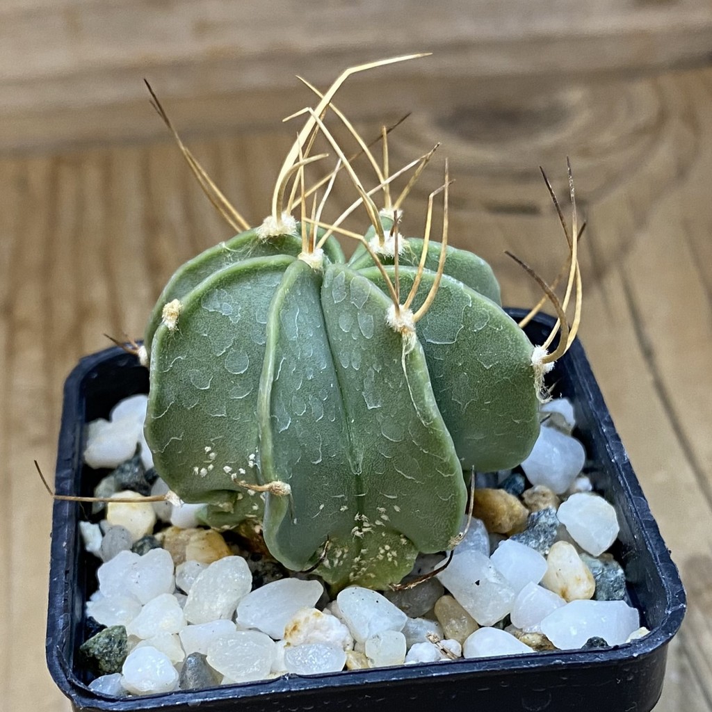 DP37412 Astrophytum senile v. aureum - Image 3